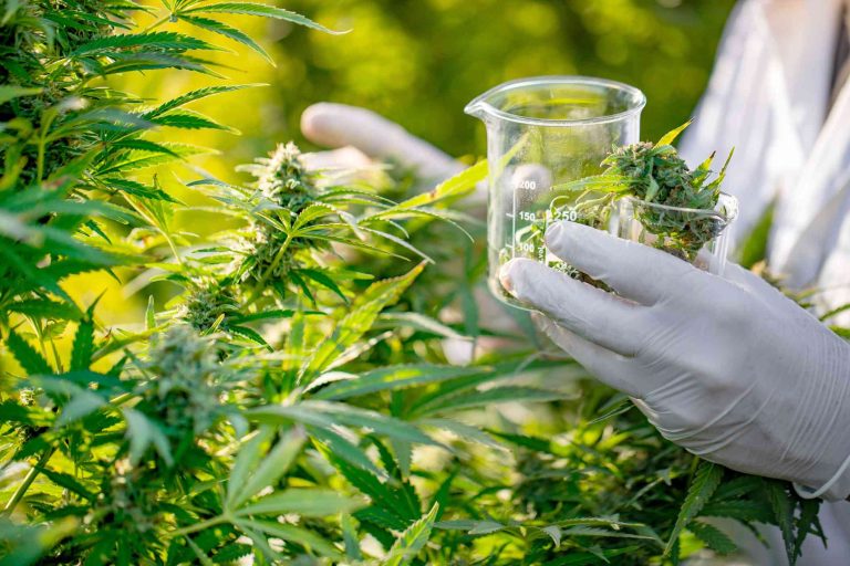 researcher-taking-a-few-cannabis-buds-for-scientific-experiment-1050807206-2979bff02ee44ba085b468cf134446af
