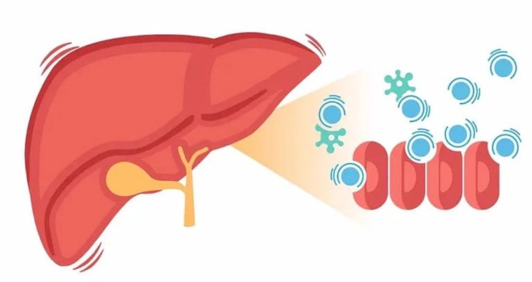 liver